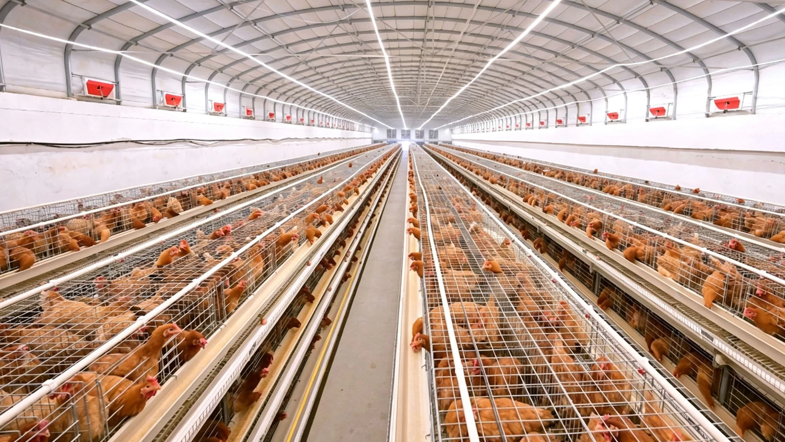 automated multi-tier cage system for layer poultry farm