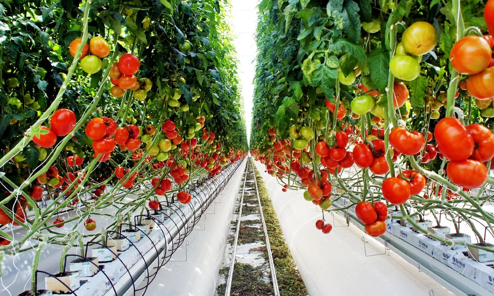 Large scale greenhouse cooling pad installation for agricultural ventilation